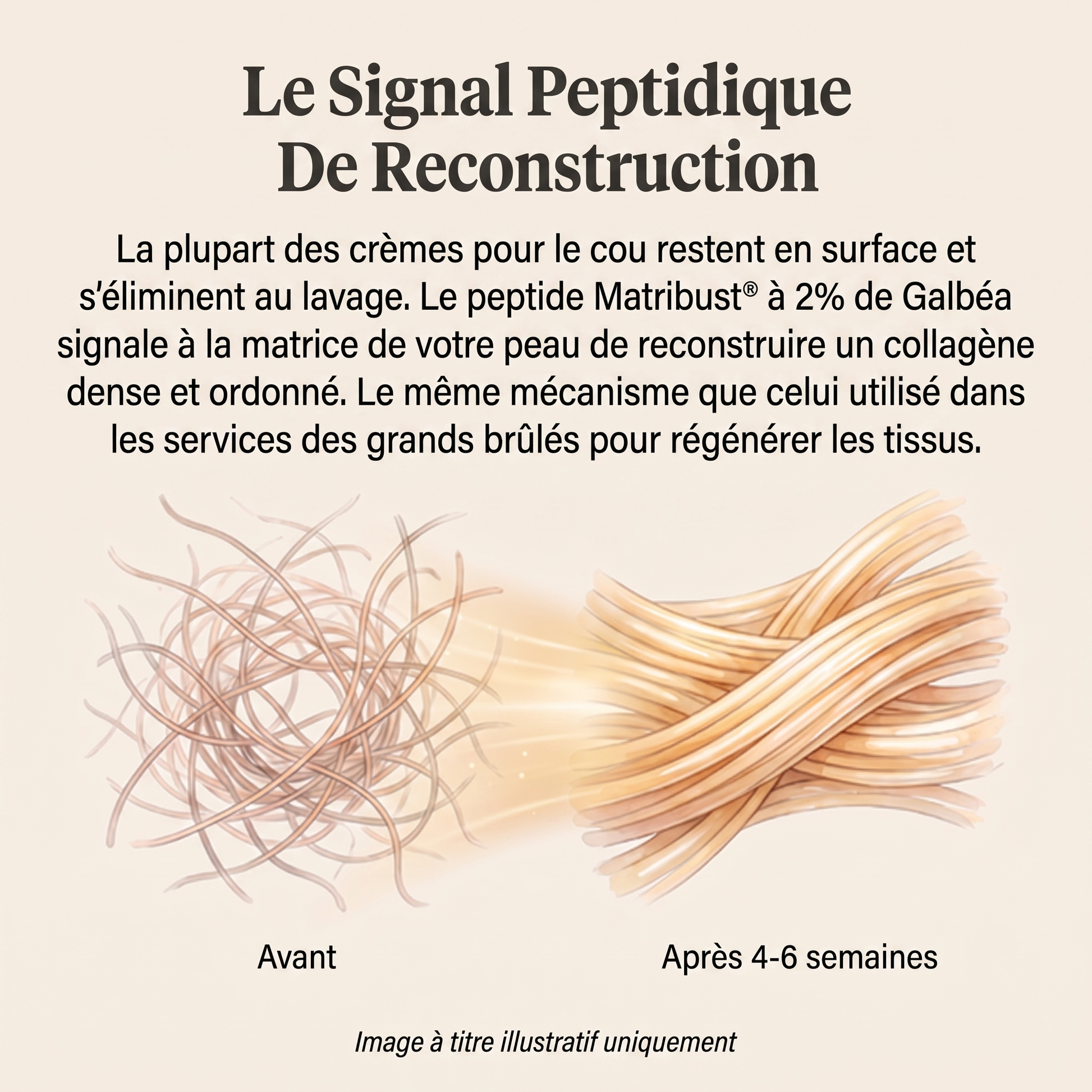 Le signal peptidique de reconstruction — peptide Matribust®