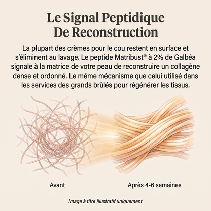 Le signal peptidique de reconstruction — peptide Matribust®