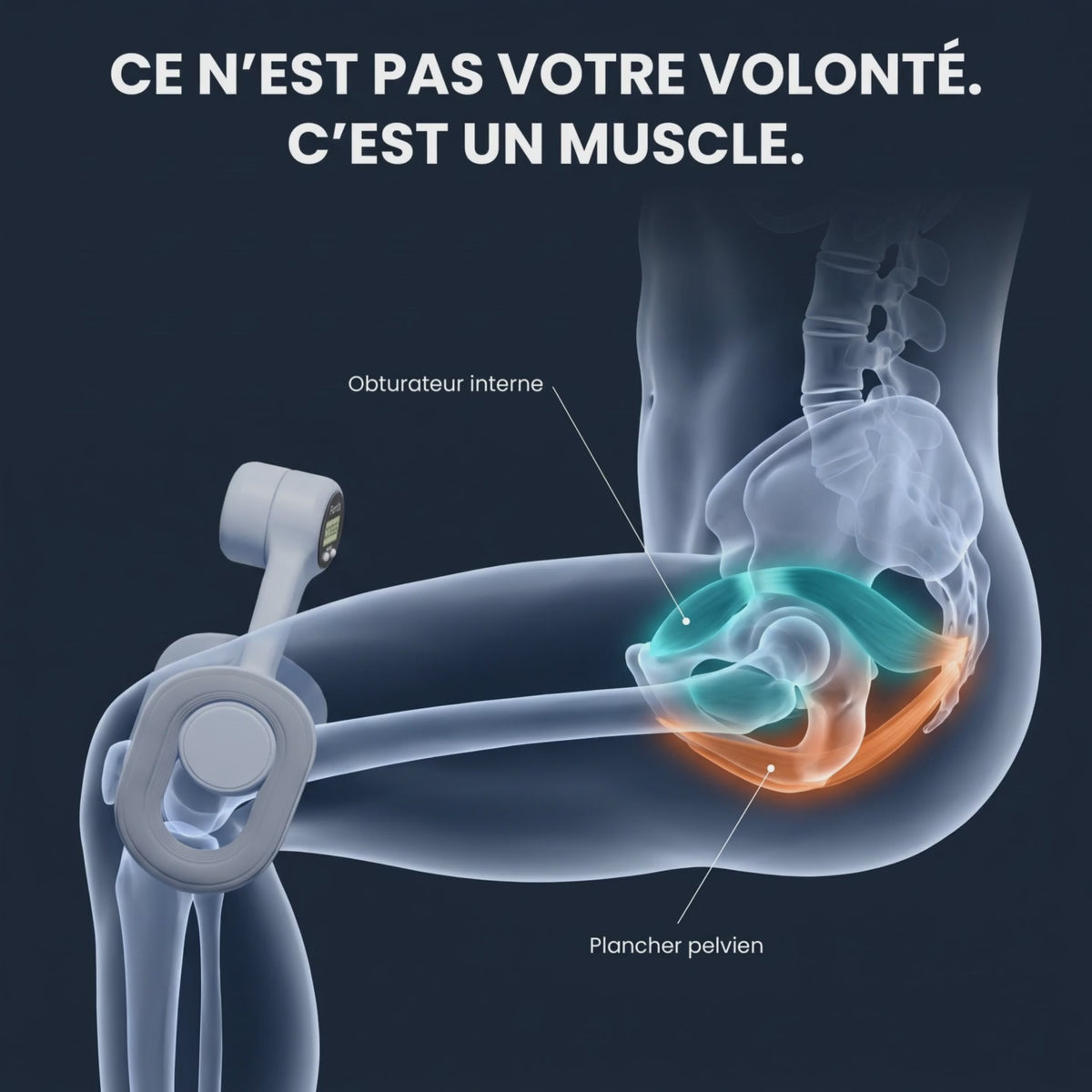 Animation : les genoux serrent, l'obturateur interne tend le plancher pelvien